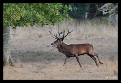 2018 Brame du Cerf